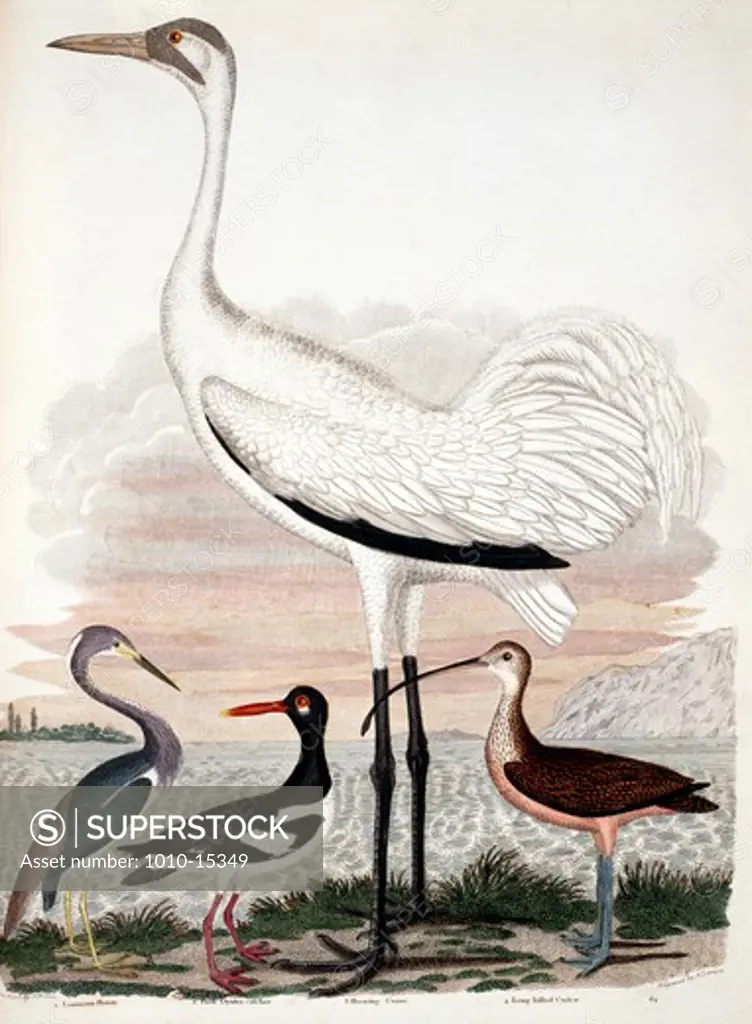 Louisiana Heron, Pied Oyster-Catcher, Whooping Crane and Long Billed Curlew, by A.Wilson, Print