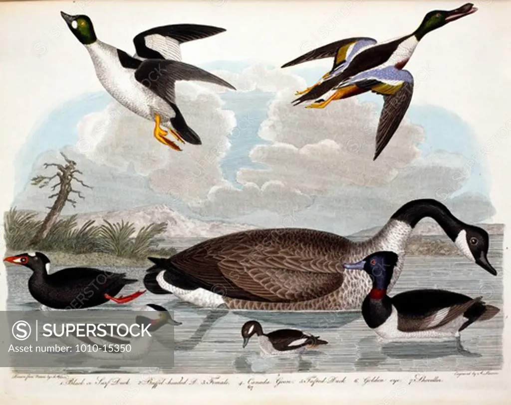 Black or Surf Duck, Buffel-Headed Duck, Canada Goose, Tufted Duck, Golden Eye and Shoveller, by A. Wilson, Print
