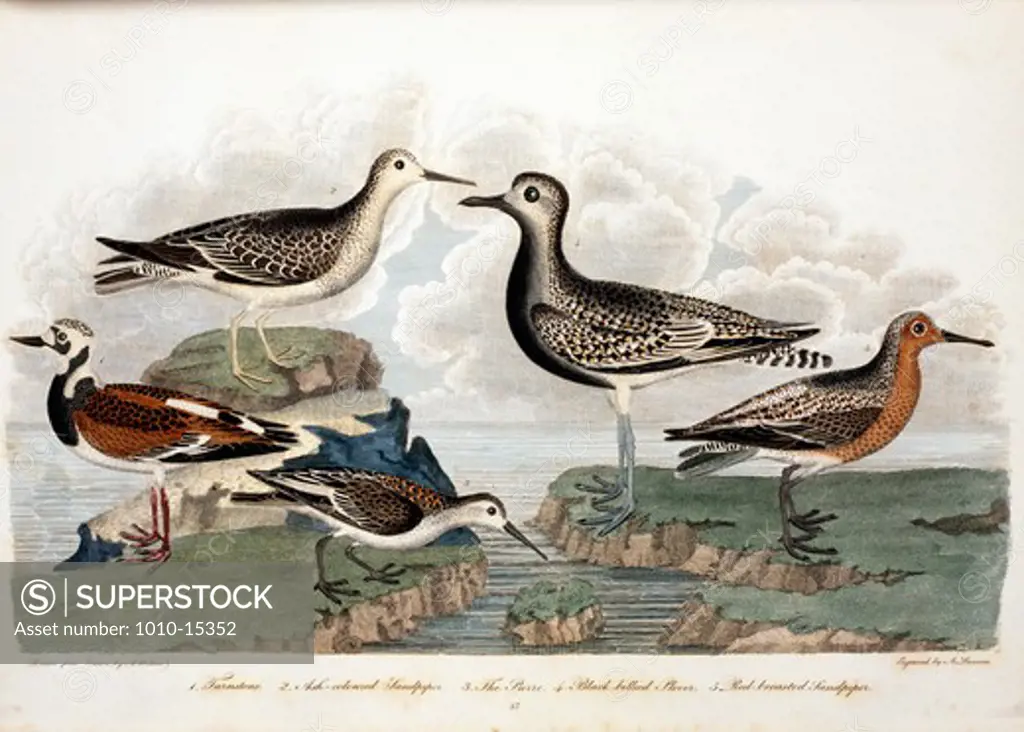 Turnstone, Ash-Colored Sandpiper, The Purre, Black-Bellied Plover and Red-Breasted Sandpiper, by A. Wilson, Print