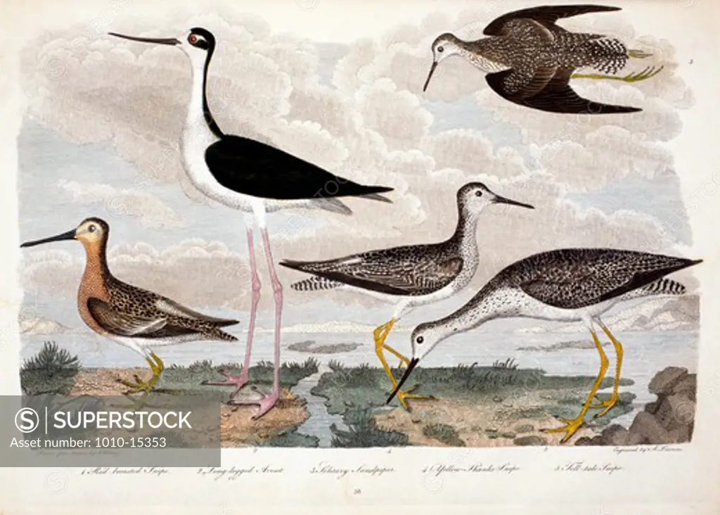 Red Breasted Snipe, Long-Legged Avoset, Solitary Sandpiper, Yellow-Thanks Snipe, Tell-Tale Snipe, by A. Wilson, Print