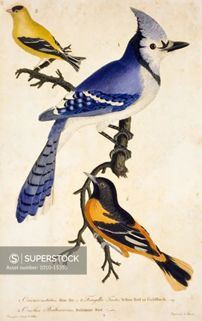 Blue Jay,  Goldfinch and Baltimore Bird,  by A. Wilson