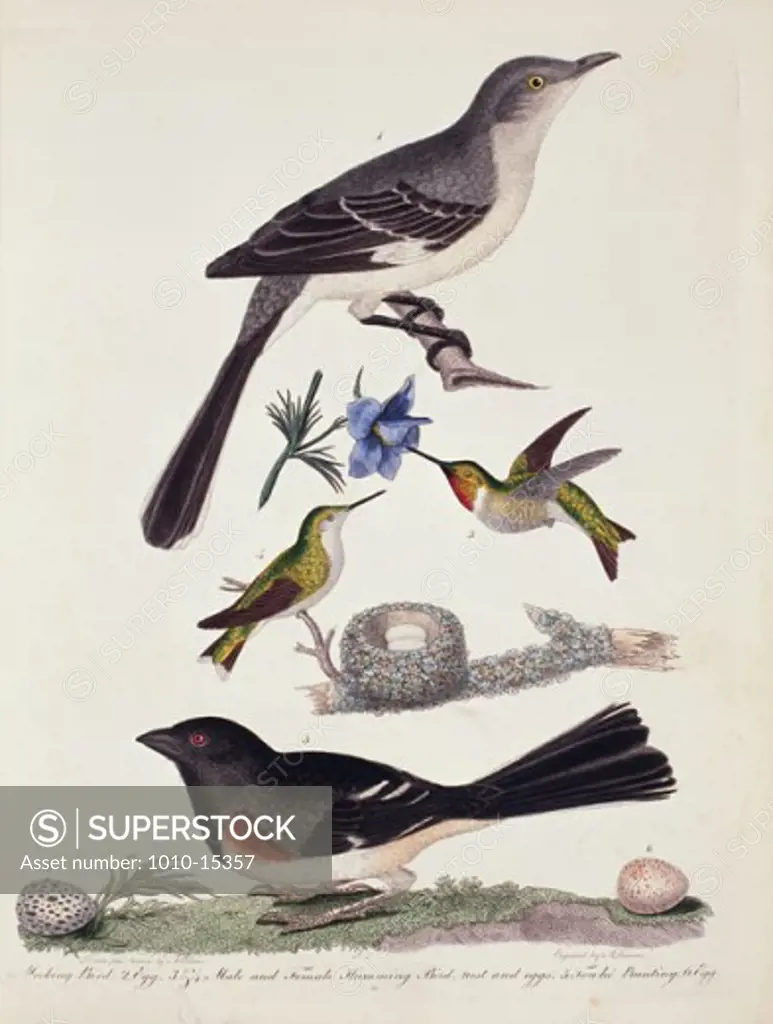 Mockingbird, Hummingbird, Nest & Eggs A. Wilson Print