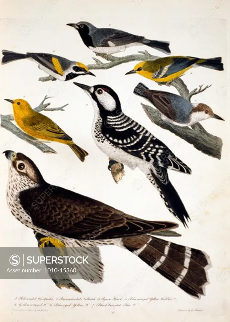 Woodpeckers, Nuthatch and Hawk, by A. Wilson, Print