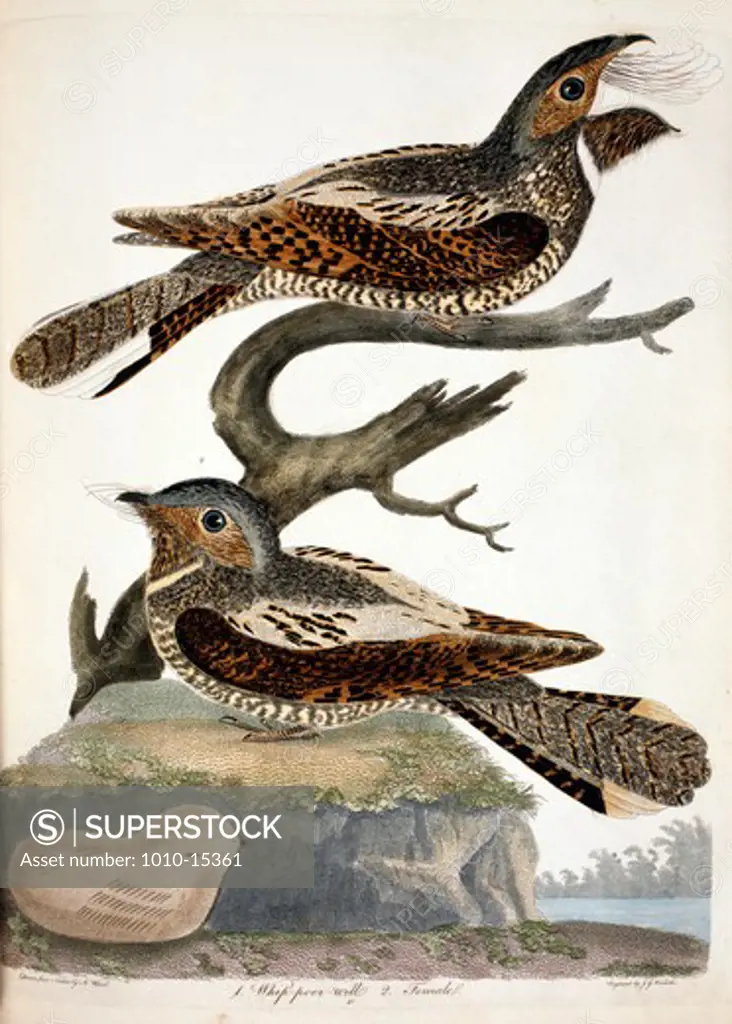 Whippoorwill, by A. Wilson, Print