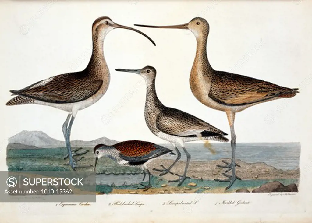 Curlew, Snip and Marbled Godwit, by A. Wilson, Print