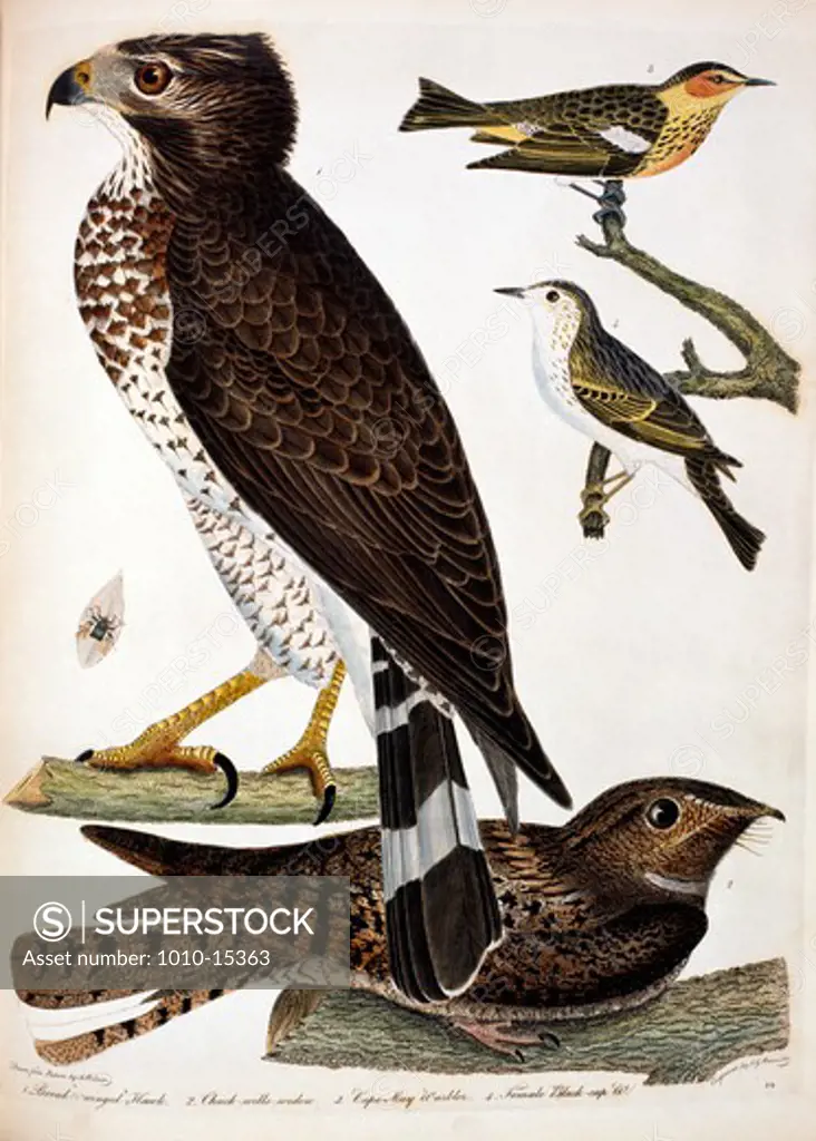 Hawk and Warbler, by A. Wilson, Print