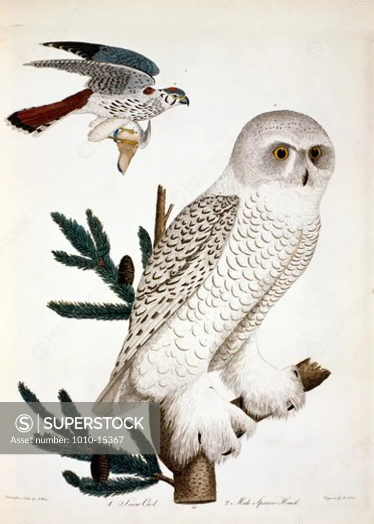 Snow Owl and Hawk, by A. Wilson, Print