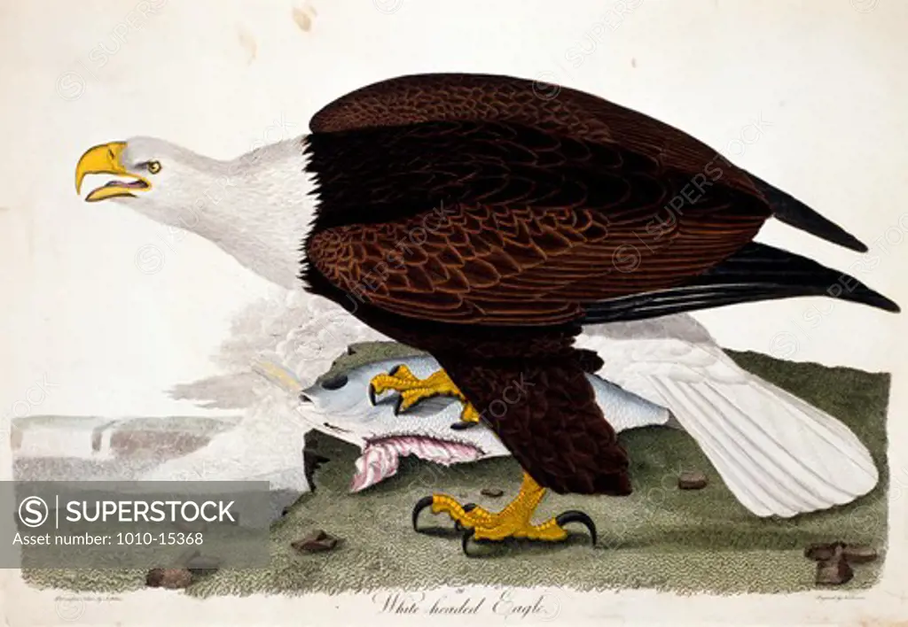 White-Headed Eagle, by A. Wilson, Print