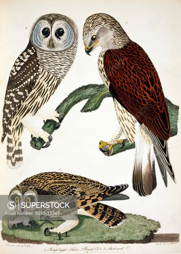Owls and Falcon, by A. Wilson, Print