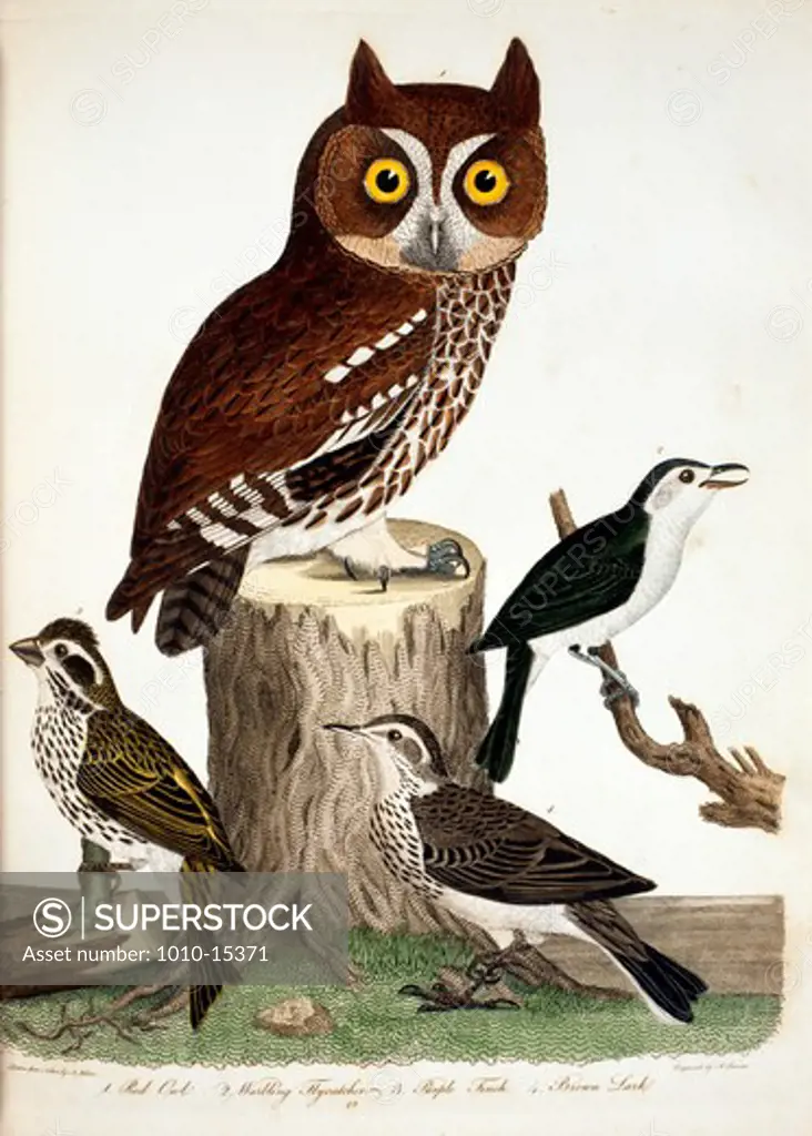 Owl, Flycatcher, Finch and Lark, by A. Wilson, Print