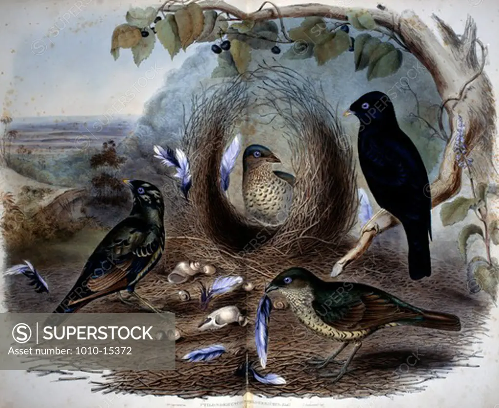 Variety of Birds, by Unknown Artist, print