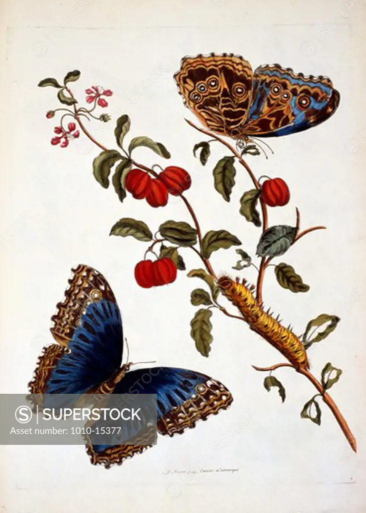 Butterflies and Insects, by Unknown Artist, print