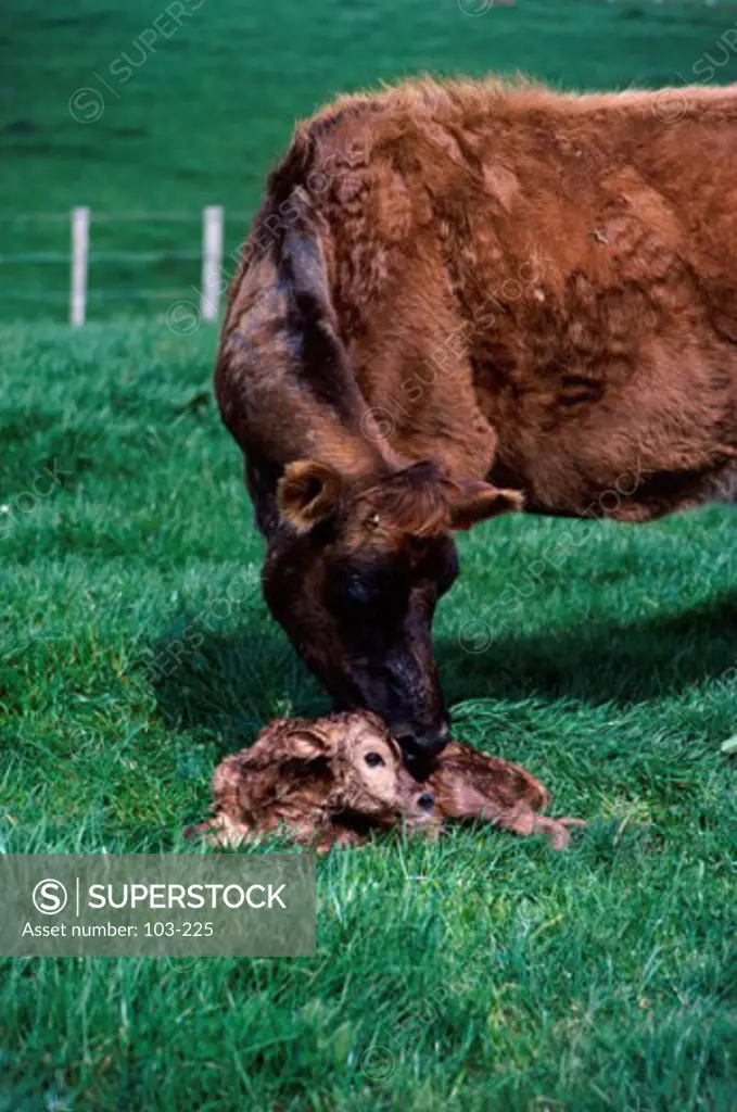 Side profile of a cow with its calf in a field