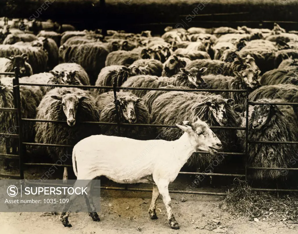 Flock of sheep in a pen
