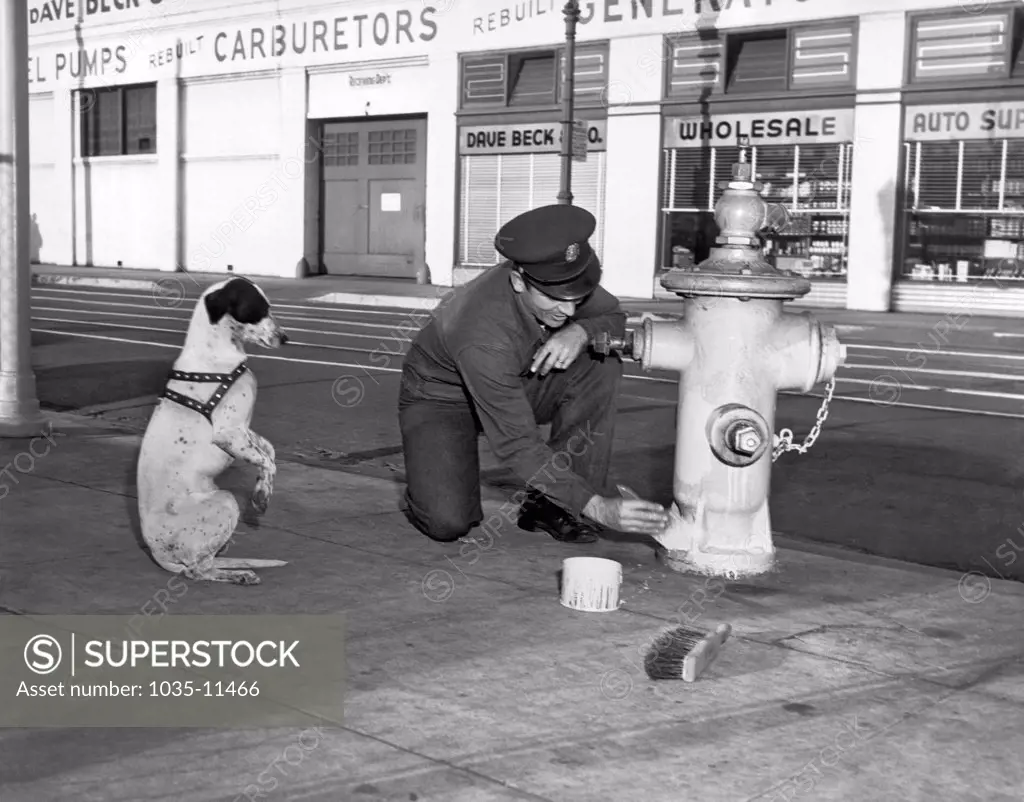 Los Angeles, California:  1952. A begging dog hopes for a speedy finish to the paint job on the fire hydrant.
