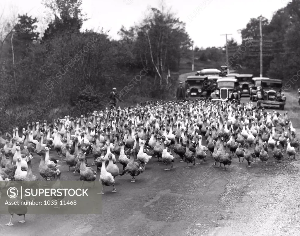 Mansfield, Massachusetts:   October 21, 1933. You should have heard the quacking as all 1400 of these geese waddled on down the road to the freight yards.
