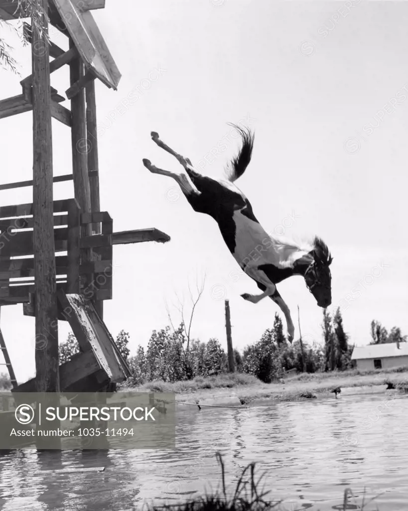 Plainview, Texas:  c.1943. One of the four horse diving team that a fourteen year old rancher's daughter has created on her father's ranch.