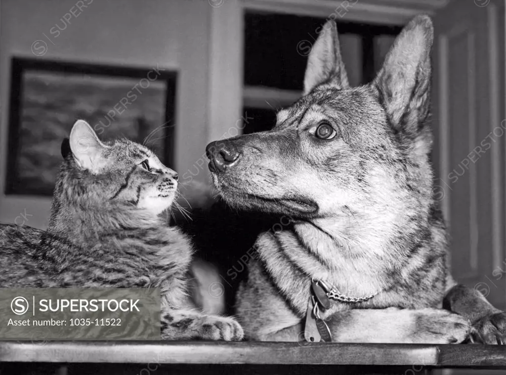 Chicago, Illinois: c. 1947 A German shepherd and the cat he rescued as a kitten from a nearby lake are now inseparable friends.