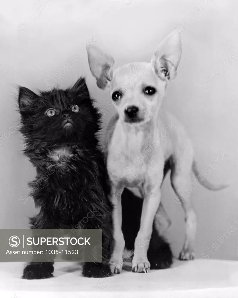 Hollywood, California:  1941. A chihuahua and his kitten sidekick pose for the camera.