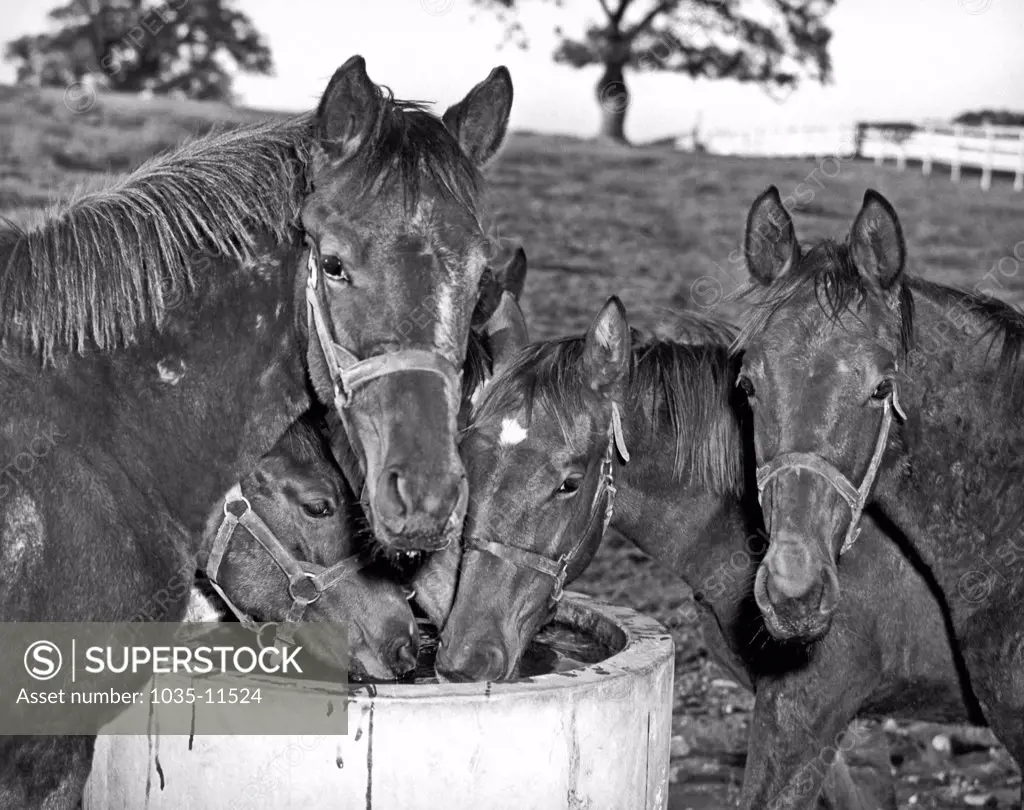 California  c.1947 A group of fillies and colts gathered around a watering barrel in a pasture.