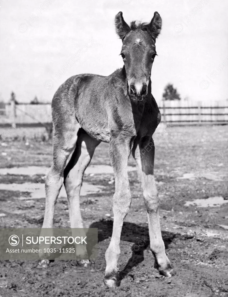 Seattle, Washington: March 13, 1942. This foal's name is General MacArthur, so named because he held out and refused to be born until he was two months overdue.