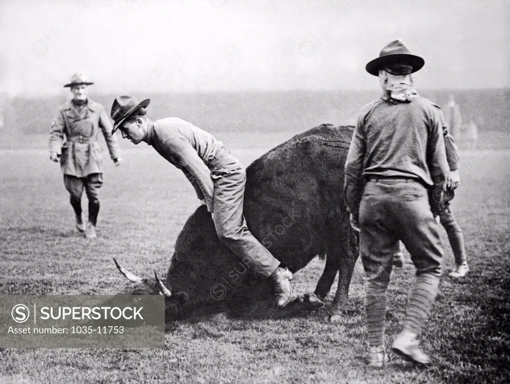 London, England:  November 17, 1918. Yankee cowpunchers in the Army give a demonstration of their skills at the Queen's Club in London. This steer seems unimpressed.