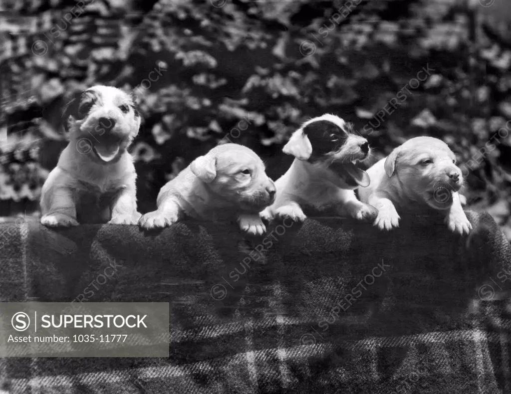 Los Angeles, Caifornia:  June, 1933. These four Sealyham puppies are all cousins of Michael in 'Peg o' My Heart', starring Marion Davies, who will award them as prizes to the winner of the Evening Herald and Express newspaper contest, 'Why I Love A Dog'.