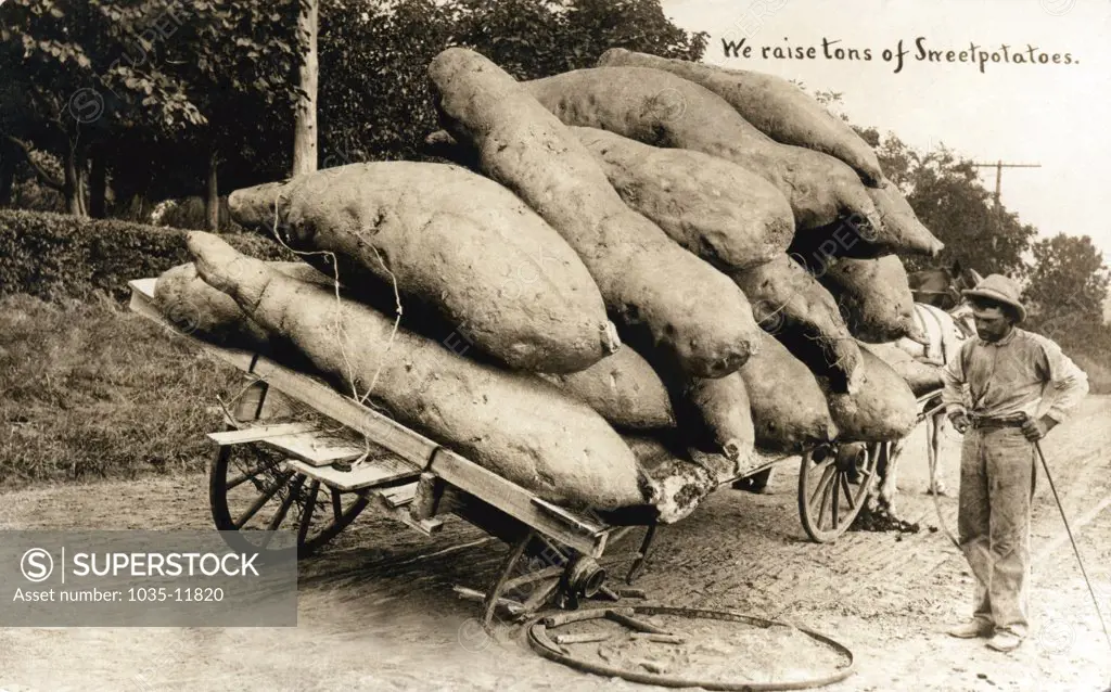 Minnesota:  c. 1909. A farmer next to his broken down wagon with a load of gigantic sweet potatoes.