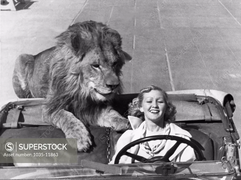 Venice, California:  c. 1938. Ruby Wood has a 300 pound lion that likes to take a a daily ride in her roadster.