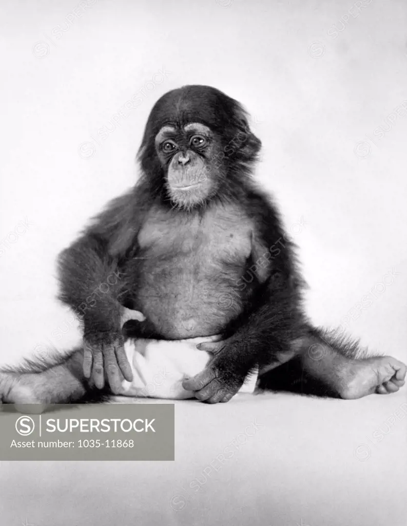 Orange Park, Florida:  April, 1940. Little Alf, six months old, at the Yale Laboratories of Primate Biology in Florida. He was the first son of Alpha, who was the first chimpanzee to be born at the YLPB. He was used in a nutritional study in 1962, and then sacrificed. He would have been 23 when he was killed.