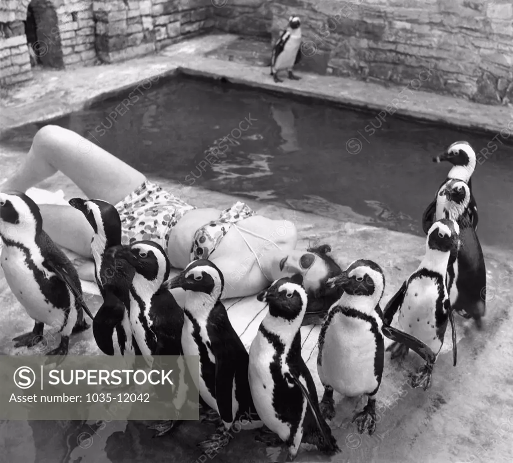 Chessington, England:  July 12, 1953. NIne penguins at the Chessington Zoo in London form a protective cordon around actress Ruth Shiel as she takes advantage of a spot of sunshine.