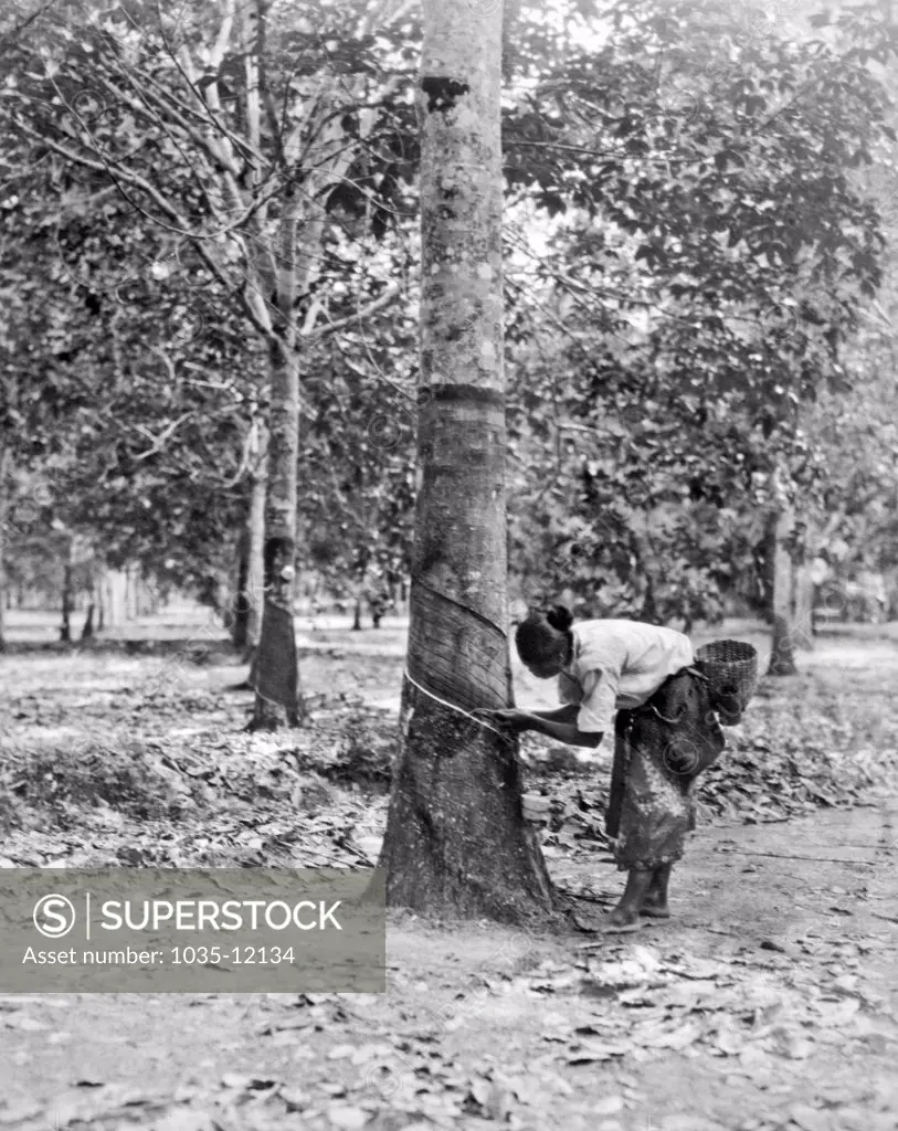 Sumatra, Dutch East Indies:  October 22, 1940. A native woman tapping a rubber tree on a plantation in Sumatra.