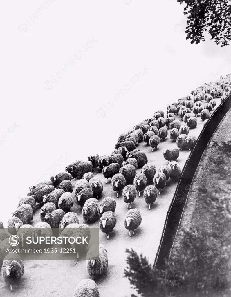 London, England:  May, 1933. A flock of sheep winds its way along the shores of the Serpentine in Hyde Park after their morning pasture.