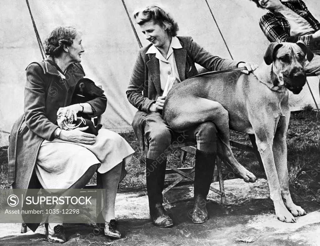 London, England:   1946. Ace of Ladymeade, prize winning Great Dane at the West Country Dog Club Show in Bristol, tries to emulate the dachshund by sitting on his mistress' lap.