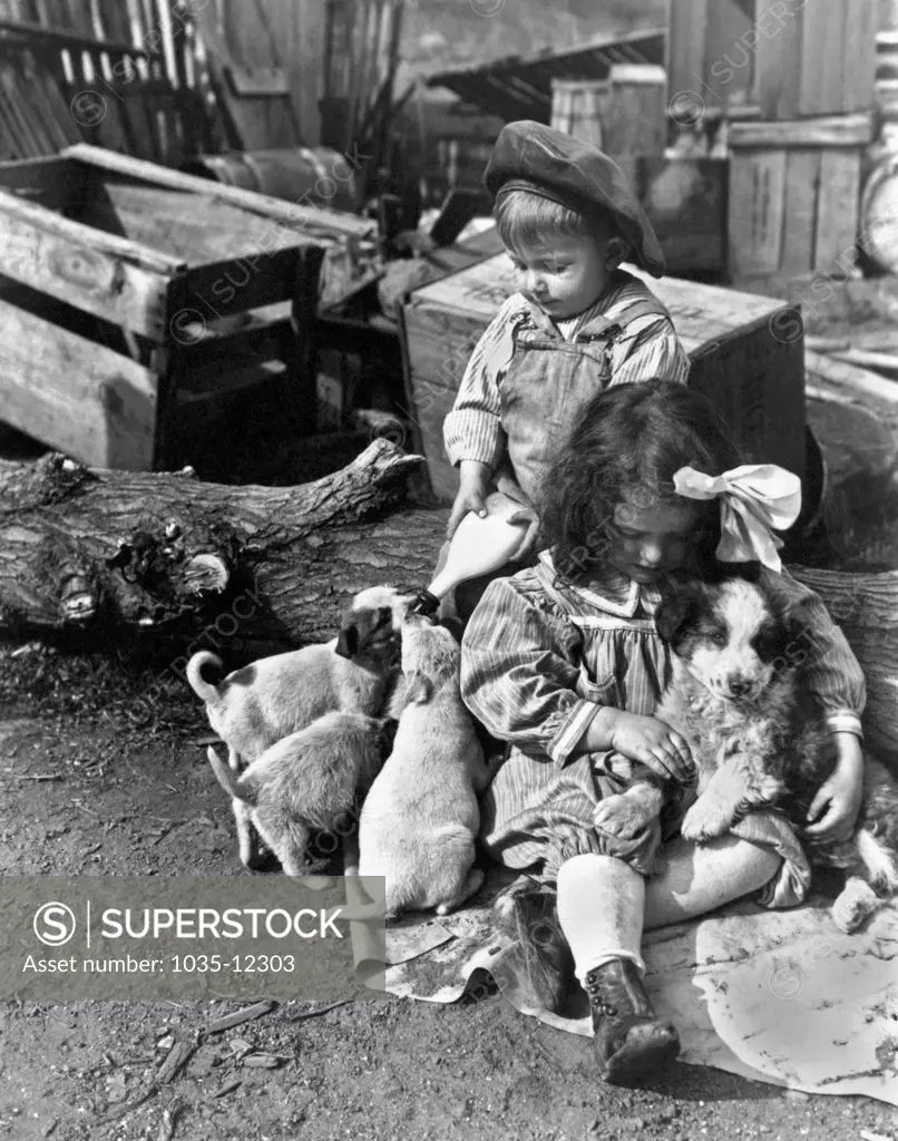 United States:  c. 1910. A couple of farm kids take care of the new puppies, one feeding while the other one snuggles.
