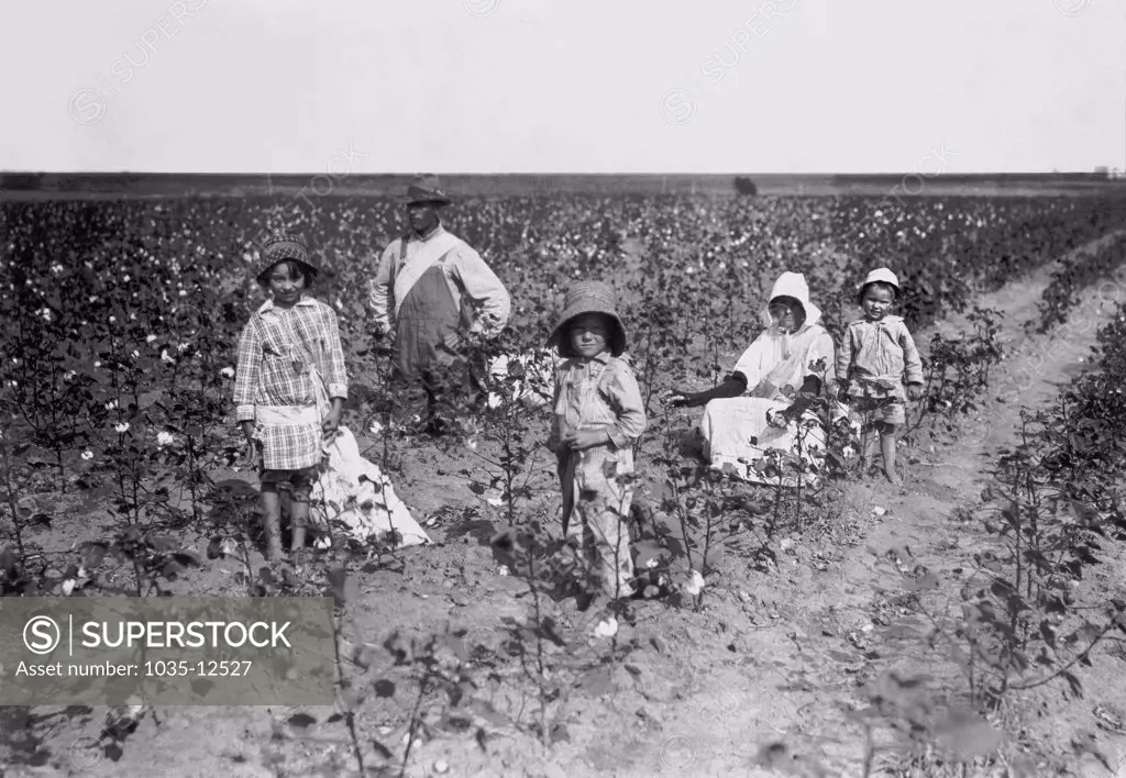 Geronimo, Oklahoma:  October 10,1916  A family  picking cotton on 20 acres they rent in Comanche County.  The 5 and 6-year old pick 20 to 25 pounds of cotton a day, and the 3-year old is learning to pick. They give 1/4 of the cotton for rent, and 1/3 of of the corn.