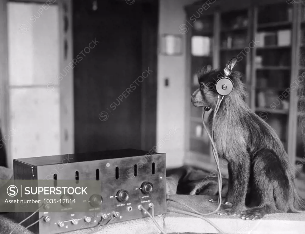 Washington, D.C.:   July 21, 1923 Jock the monkey listens in on the Scopes trial verdict to find out if the allegations are true that he is some distant kin of and related to the humans.
