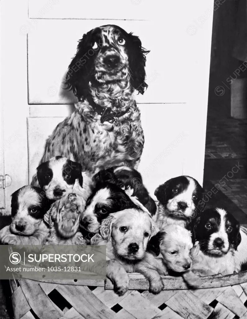 United States:  1947. 'Freckles' rolls her eyes as she watches over her litter of 12 yelping puppies.