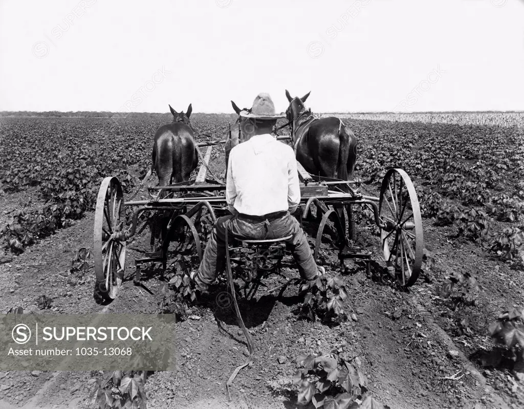 United States:  c. 1890 A farmer weeds his crop with a plow drawn by two horses or mules.