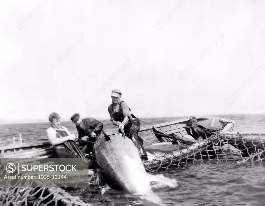 Hubbards, Nova Scotia, Canada:  September 12, 1947 Three fishermen hauling an 800 pound tuna out of the net and into their small boat.