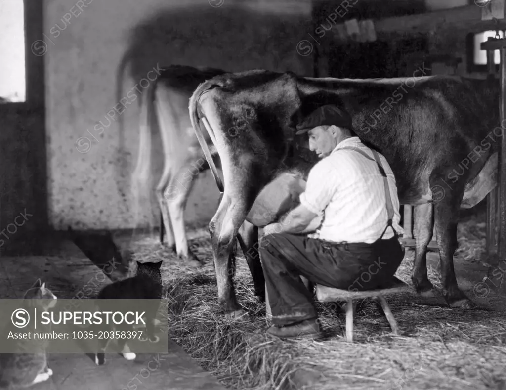 United States:   c. 1920 The barn cats looking for some warm milk as the farmer is milking the cows.