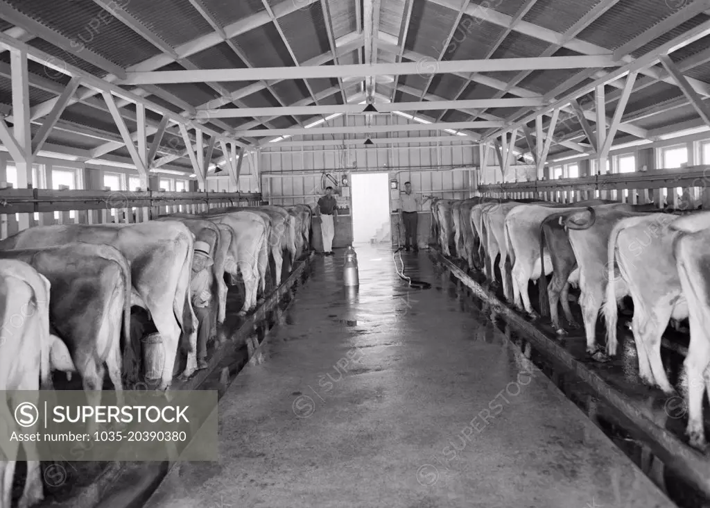 Tulare County, California:  May, 1939 A view of the dairy farm and herd at milking time at the Mineral King Cooperative Association. The program was established as part of the Farm Security Administration