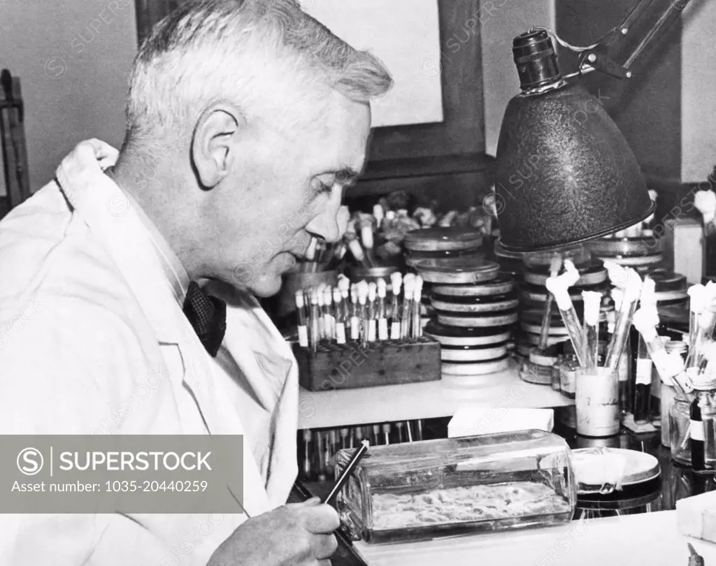 London, England:  December 24, 1943 Professor Alexander Fleming examining cultures of penicillin in his laboratory at St. Mary's Hospital. He discovered penicillin in 1928, and it is soon to be mass produced for civilian as well as military use.