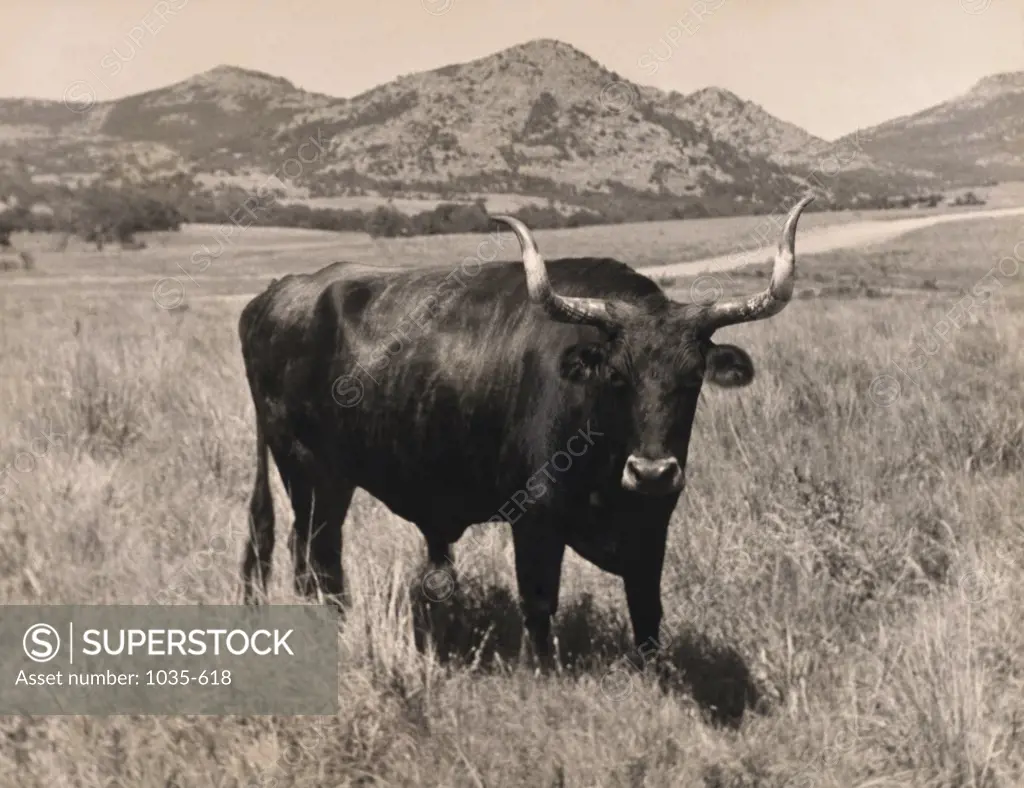 Texas Longhorn bull standing in a field