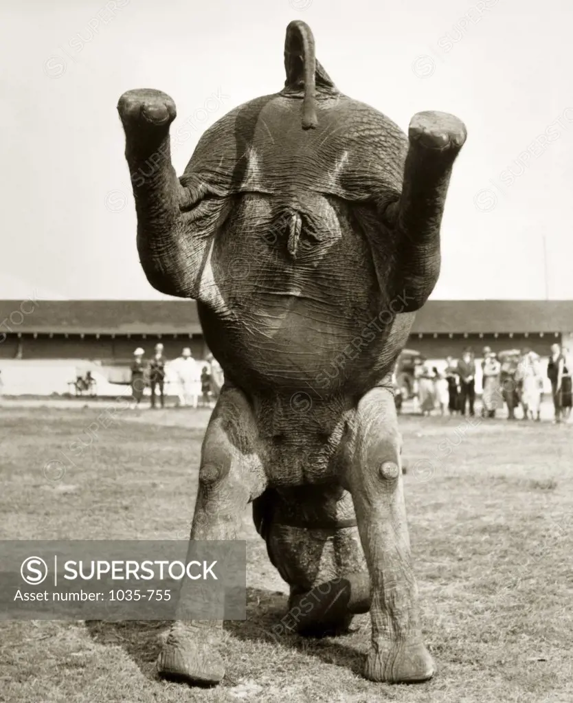 Rear view of an elephant performing handstand, Ringling Brothers Barnum and Bailey Circus, 1937