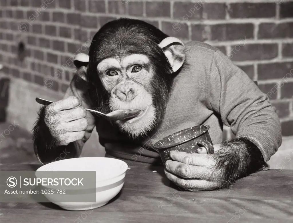 Close-up of a Chimpanzee eating from a bowl, 1947