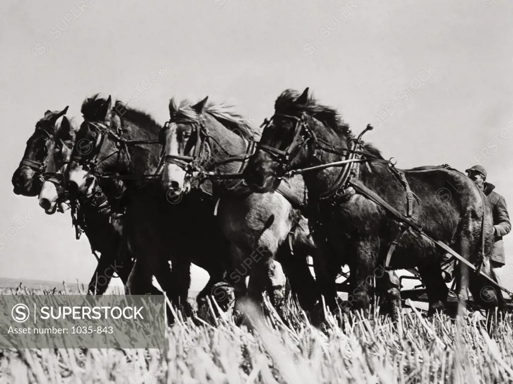 Farmer behind horse drawn plow, 1946