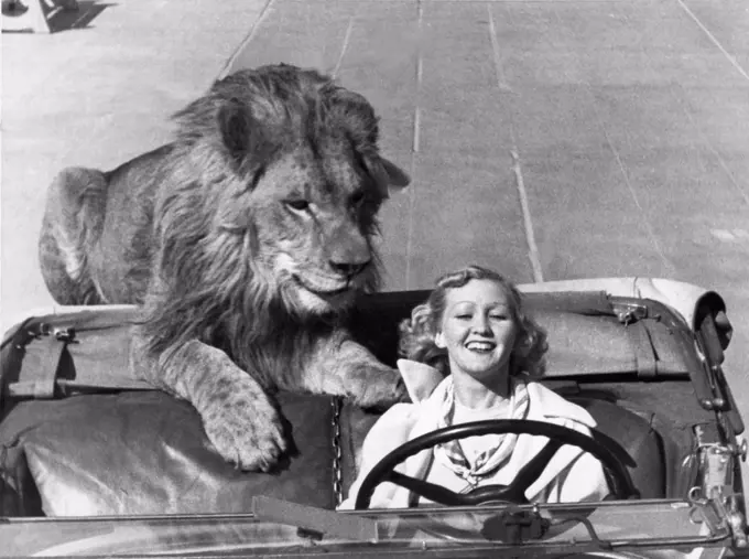 Venice, California:  c. 1938. Ruby Wood has a 300 pound lion that likes to take a a daily ride in her roadster.