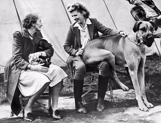 London, England:   1946. Ace of Ladymeade, prize winning Great Dane at the West Country Dog Club Show in Bristol, tries to emulate the dachshund by sitting on his mistress' lap.