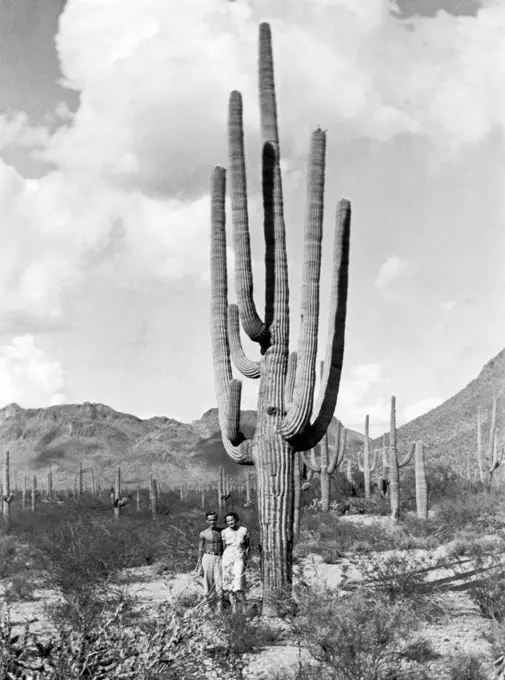 Arizona:  c. 1940 A couple stands by a huge saguaro cactus in a desert full of them.